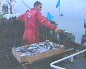 PESCA 31  GANADO